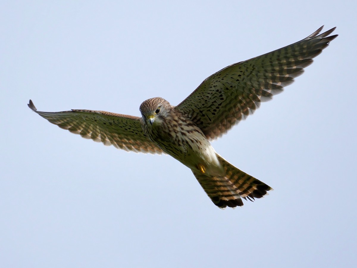 Turmfalke - ML491980451