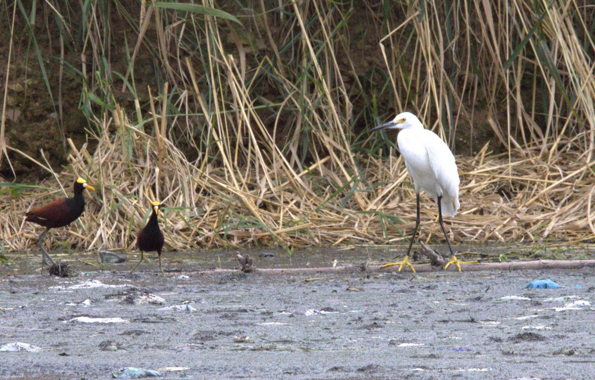 Snowy Egret - ML491981181