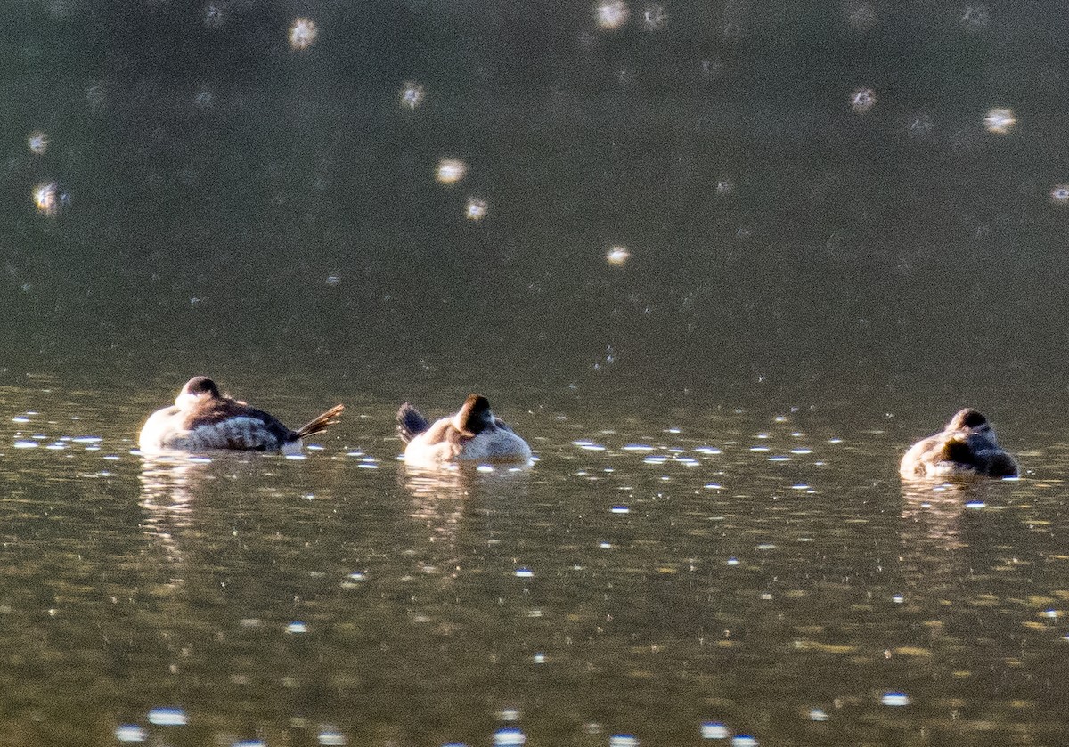 Ruddy Duck - ML491981371