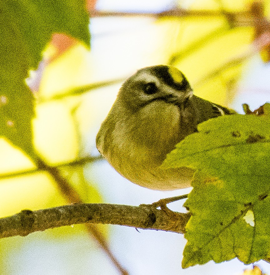Golden-crowned Kinglet - ML491981601