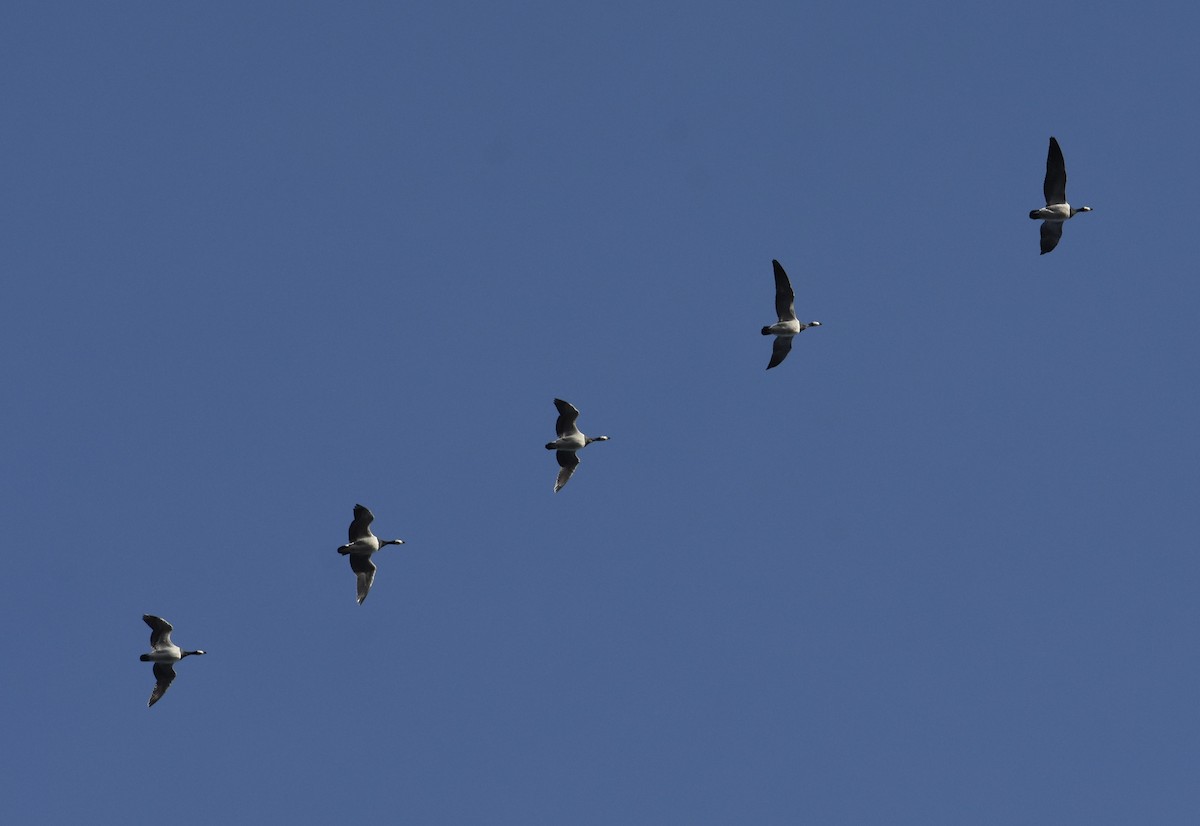 Barnacle Goose - ML491981641