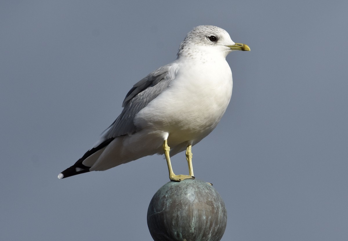 Common Gull - ML491981741