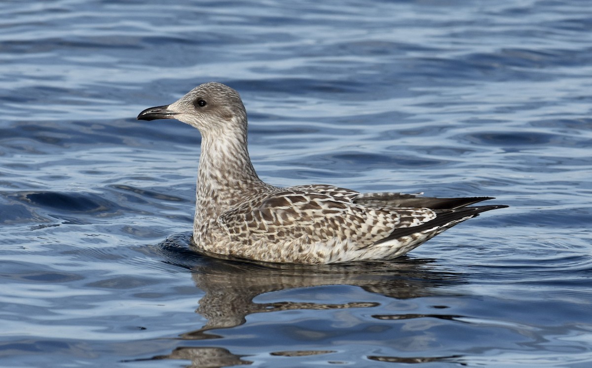 Herring Gull (European) - ML491981871