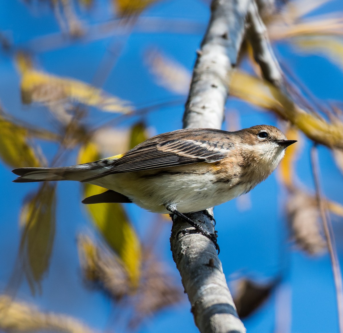 Yellow-rumped Warbler - ML491981941