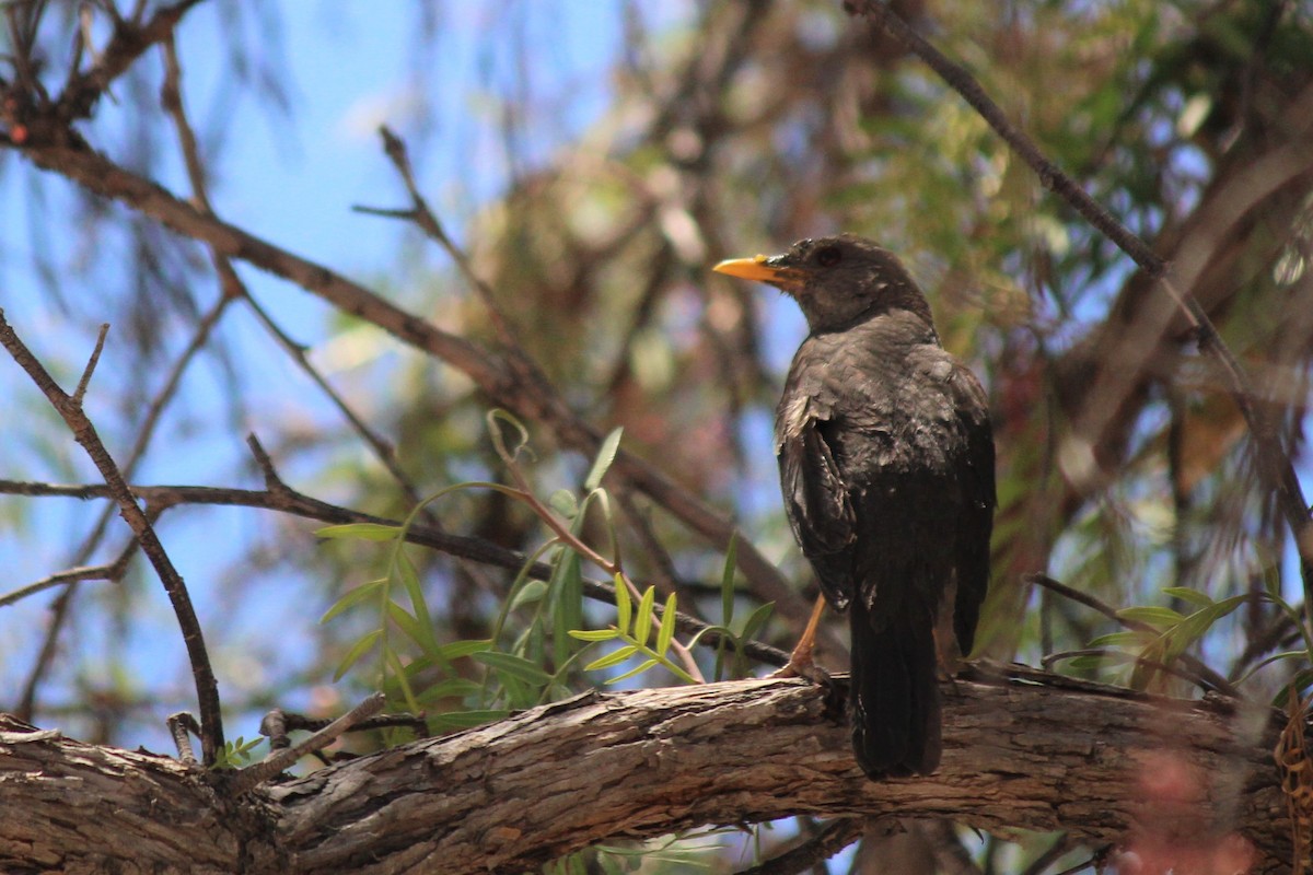 Chiguanco Thrush - ML491982051