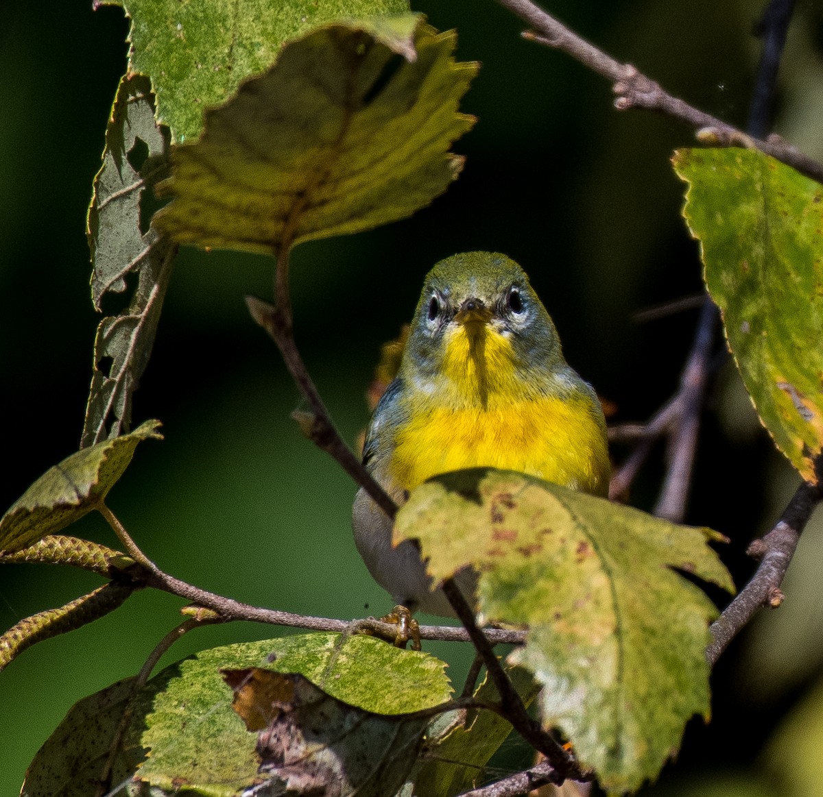 Northern Parula - ML491982061