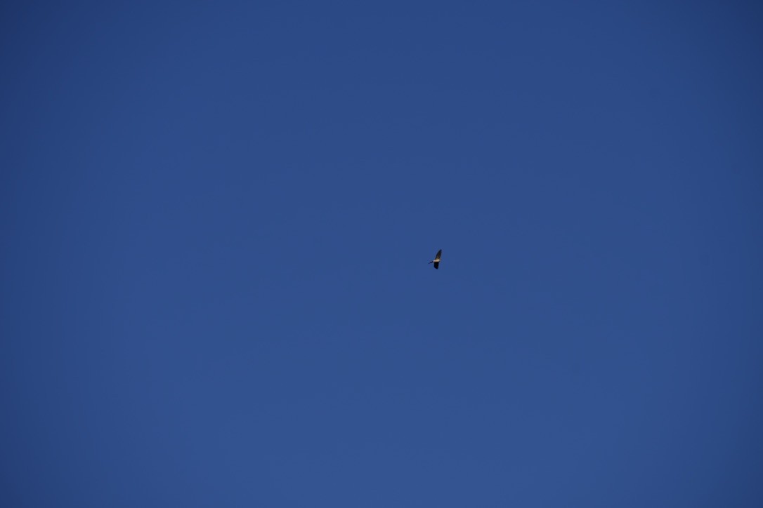 European Red-rumped Swallow - ML491982341