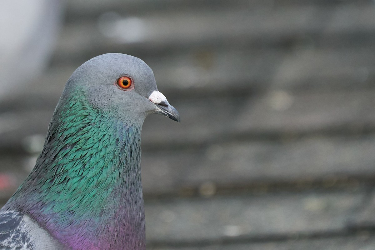 Rock Pigeon (Feral Pigeon) - ML491982441