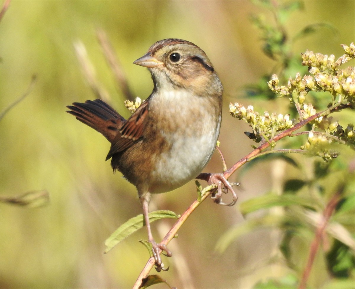 Swamp Sparrow - ML491982651