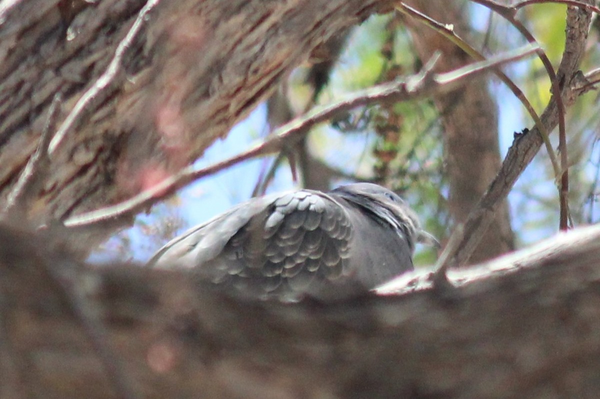 Spot-winged Pigeon - ML491982691