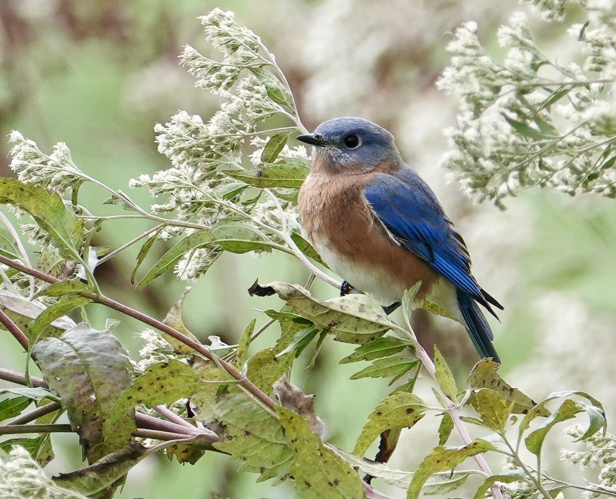salašník modrý (ssp. sialis/bermudensis) - ML491982721