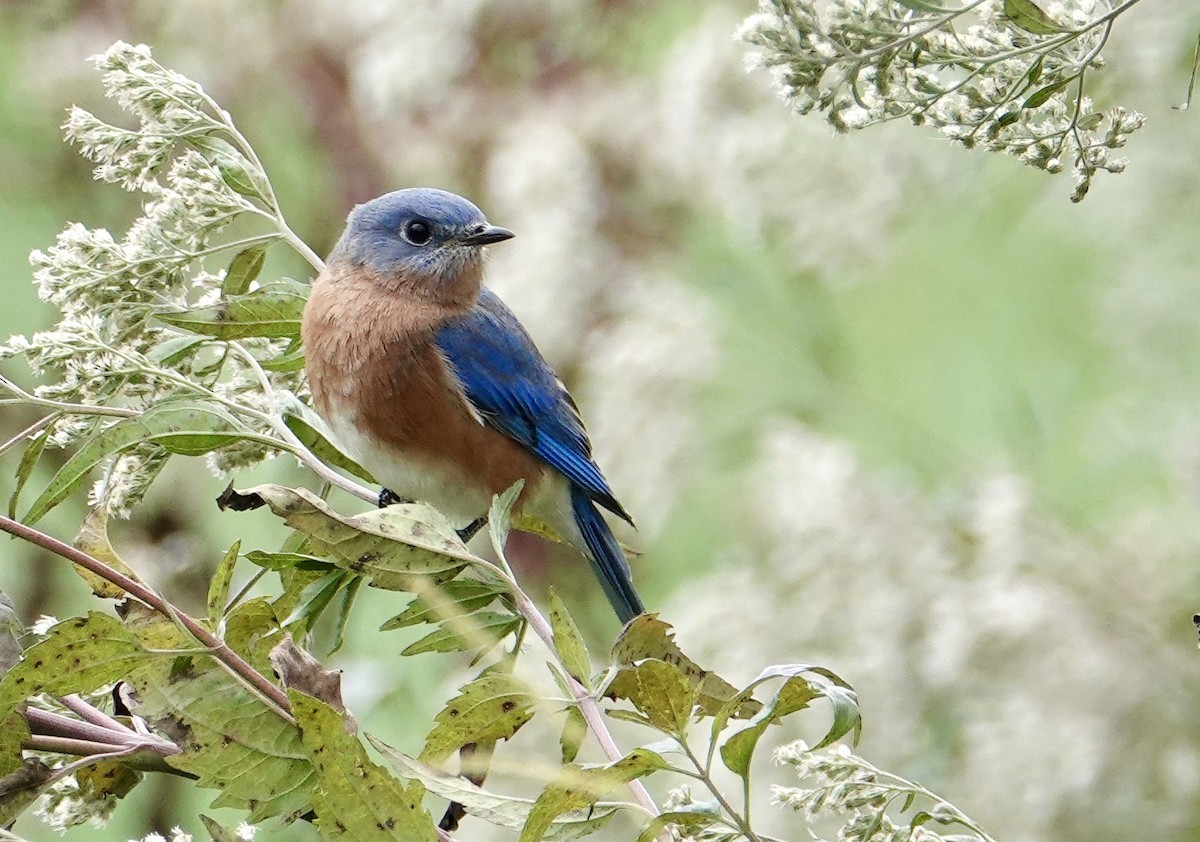 Eastern Bluebird (Eastern) - Frank Witebsky