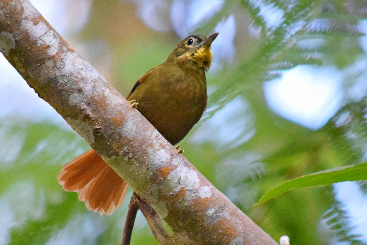 Montane Foliage-gleaner - ML49198311