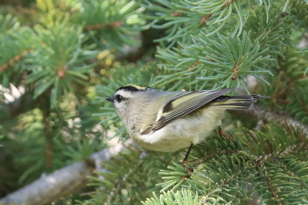 Golden-crowned Kinglet - ML491984251