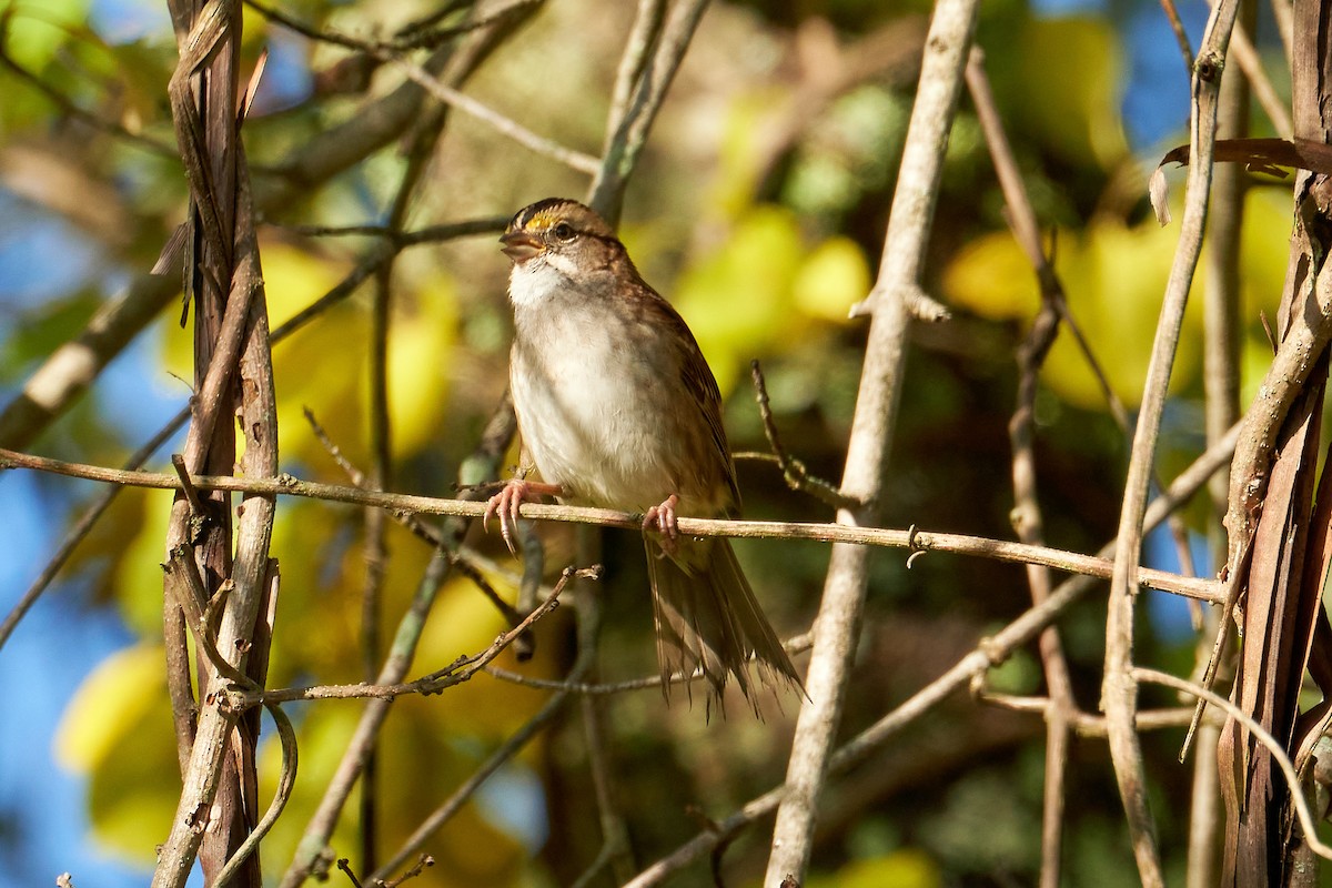 White-throated Sparrow - ML491984421