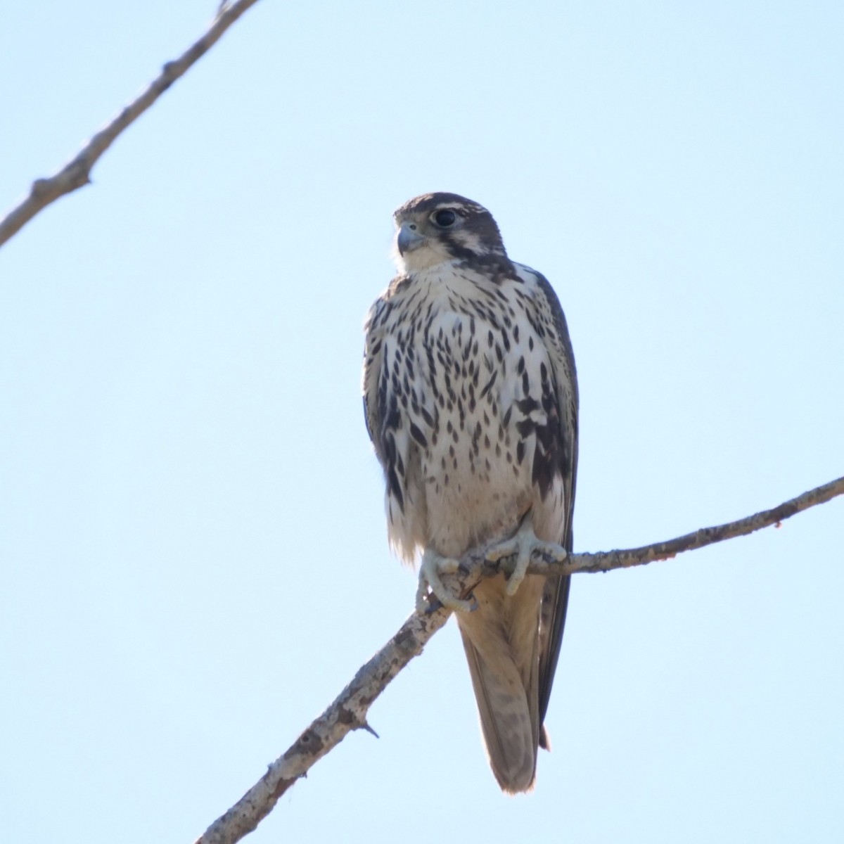 Prairie Falcon - Rick Grijalva