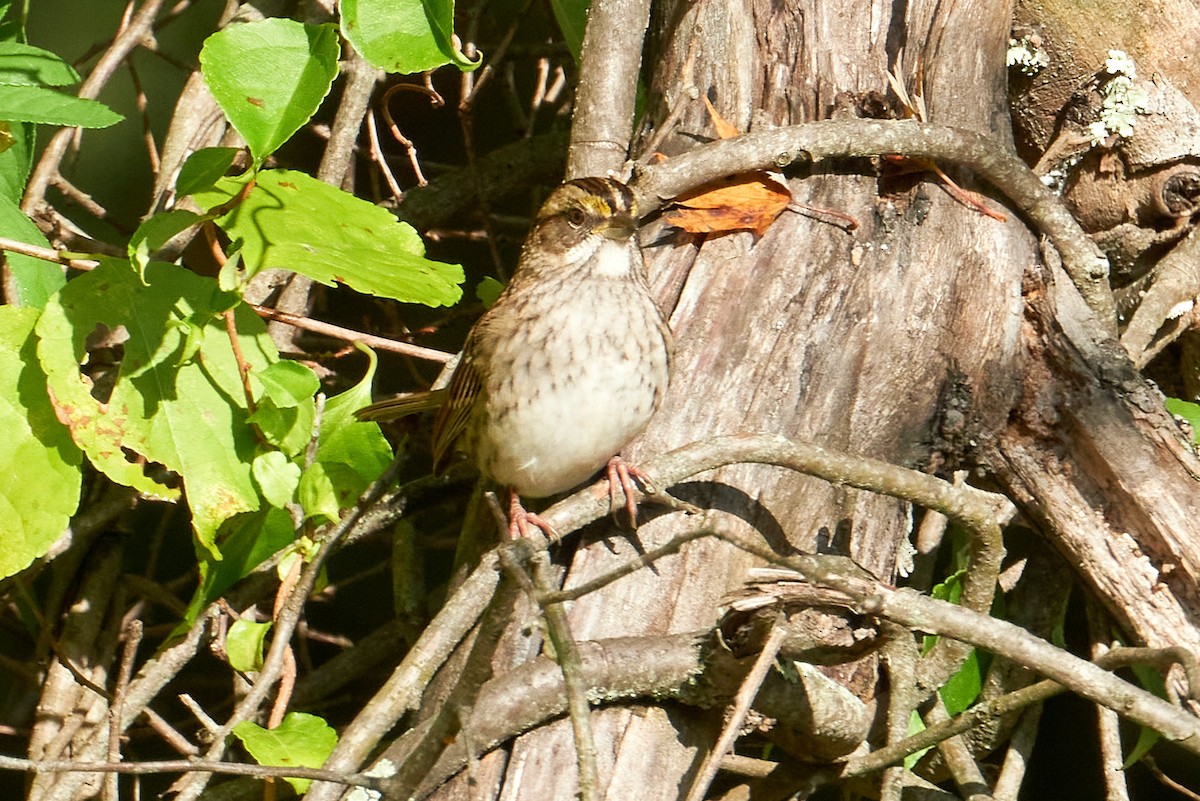 White-throated Sparrow - ML491985421