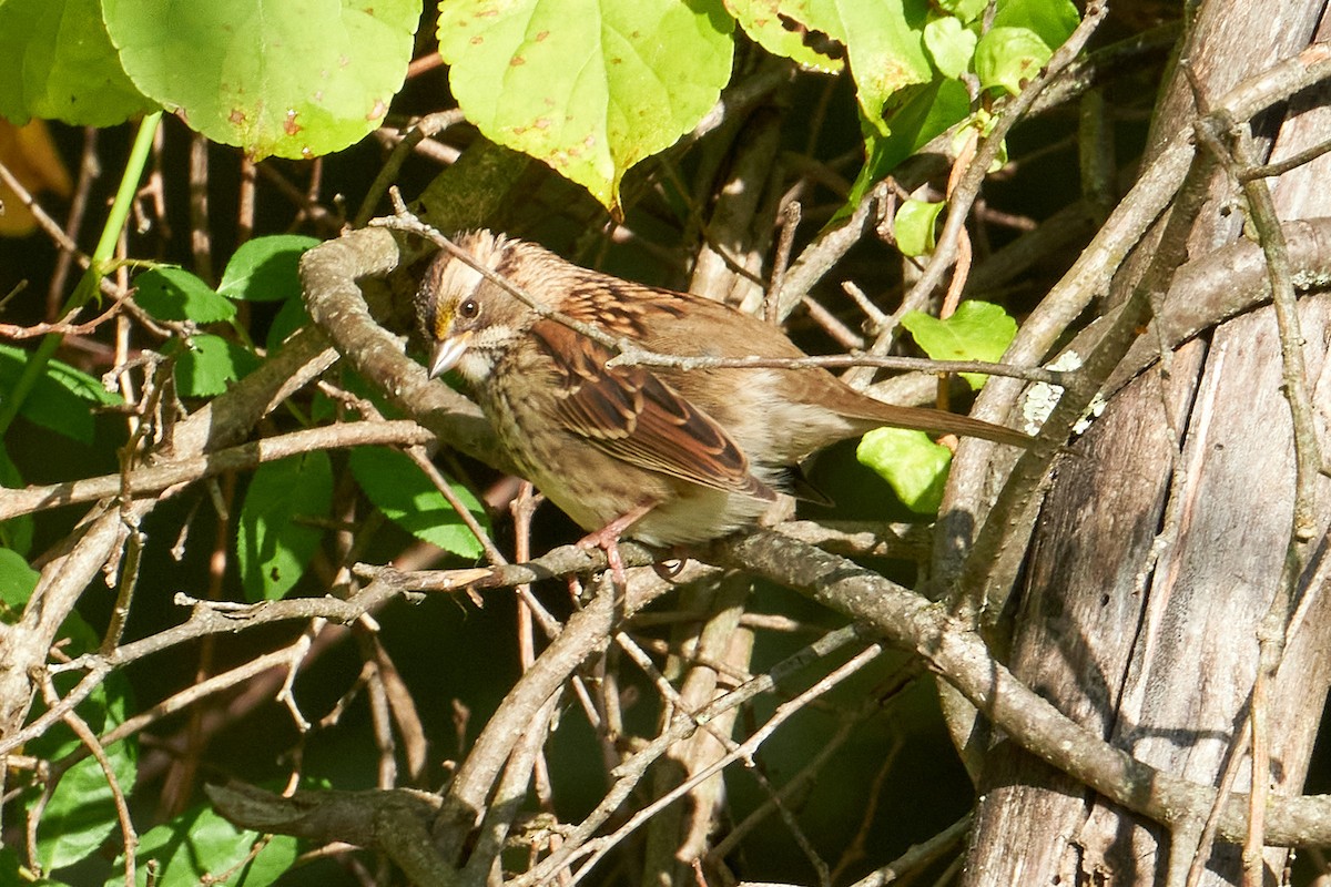 White-throated Sparrow - ML491985611