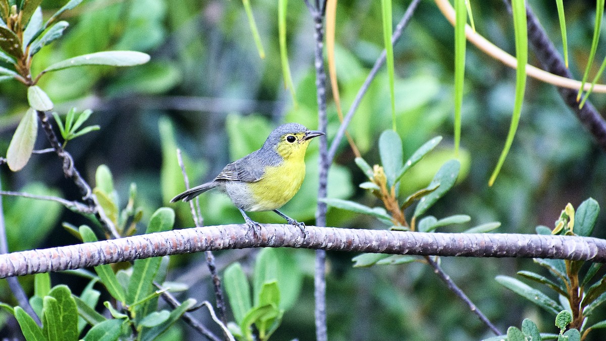 Oriente Warbler - ML491987061