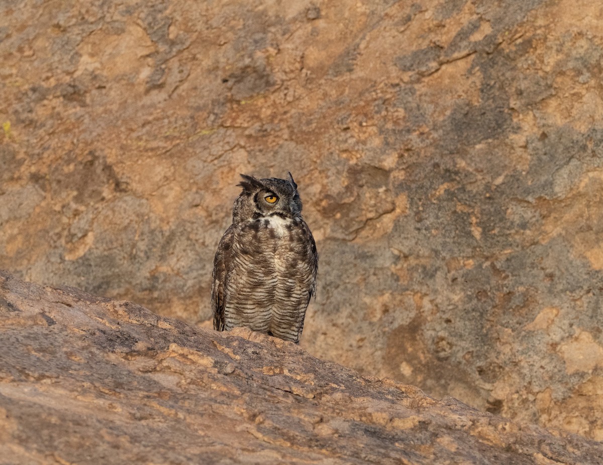 Great Horned Owl - Jan Allen