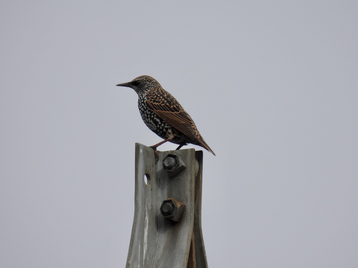 European Starling - Trish Berube