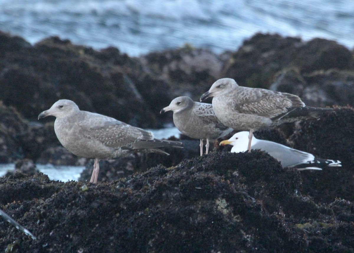 Black-tailed Gull - ML49198941