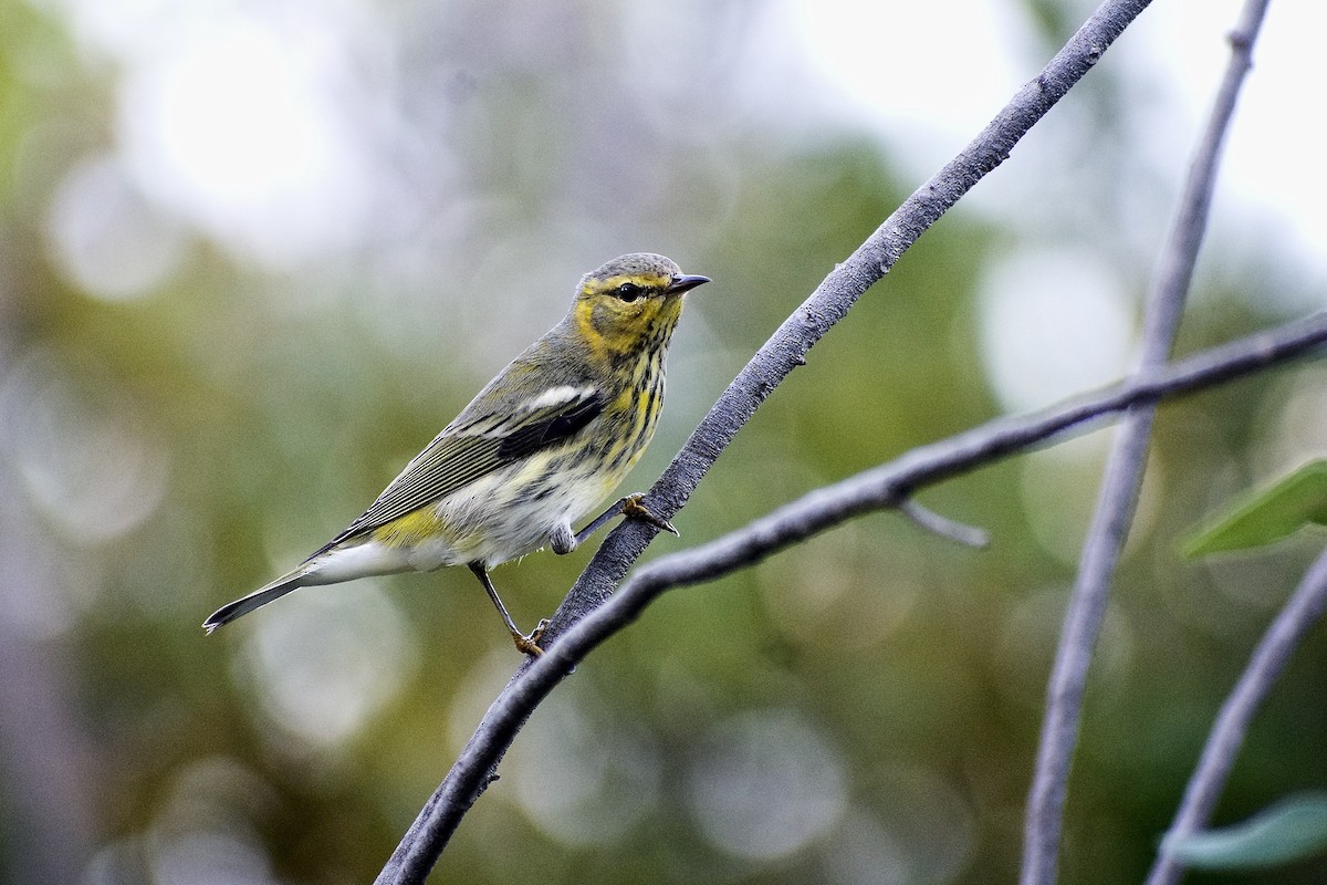 Cape May Warbler - Roberto Jovel