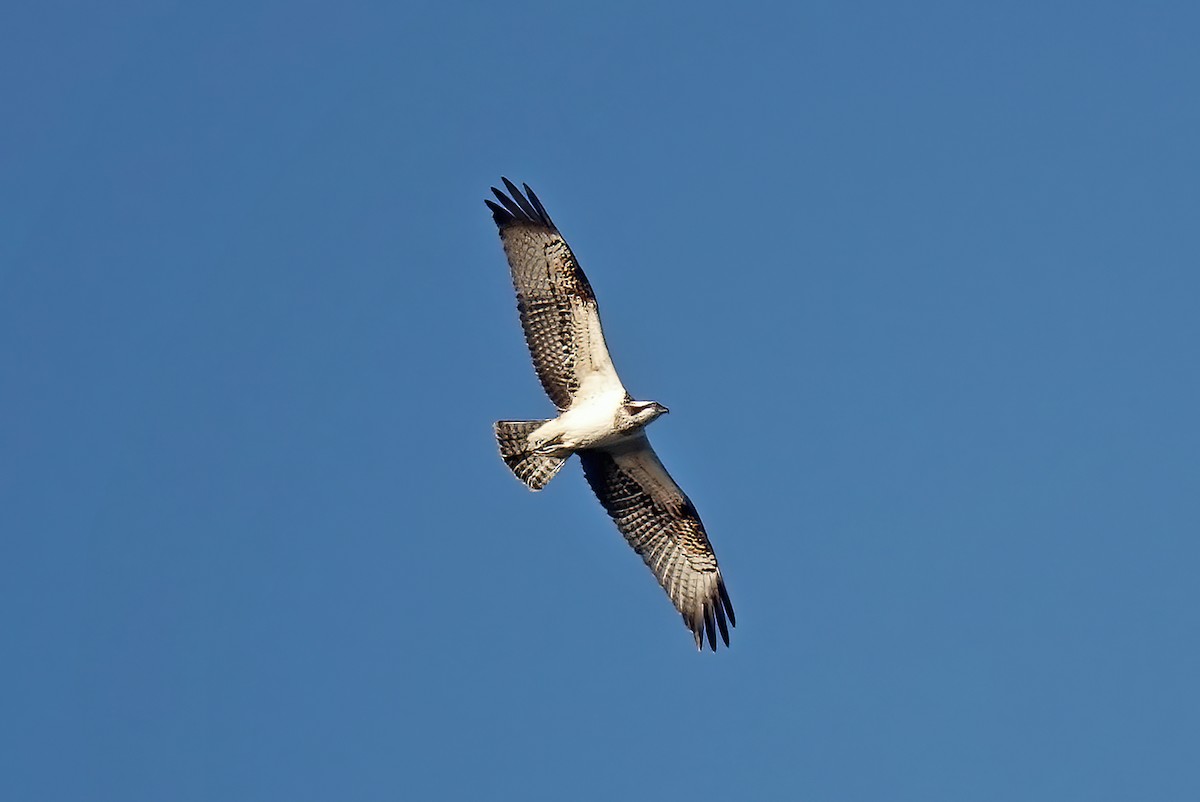 Águila Pescadora - ML491990471