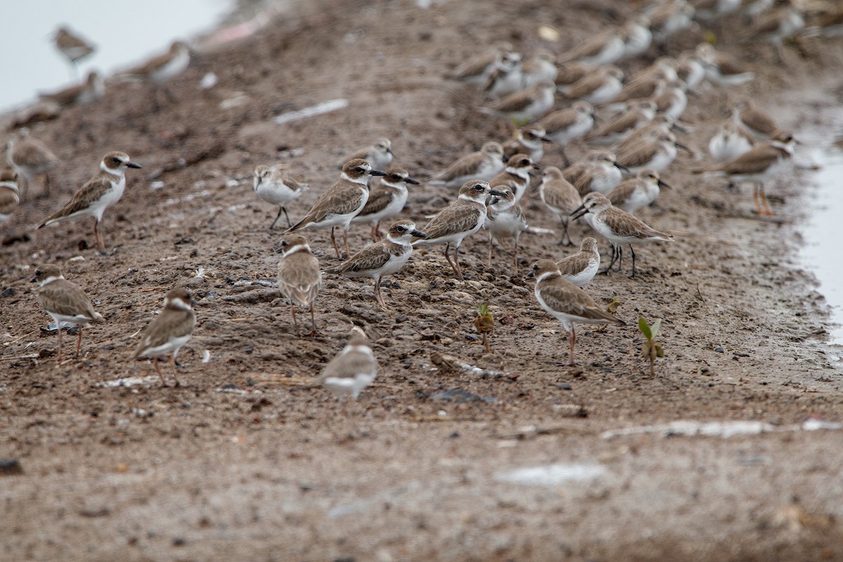 Wilson's Plover - Sergio Romero