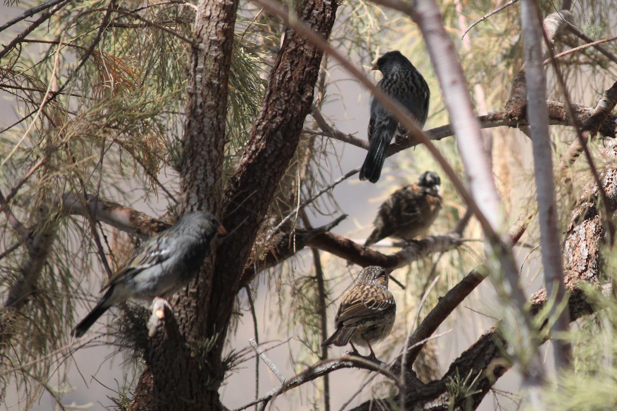 Mourning Sierra Finch - ML491992301