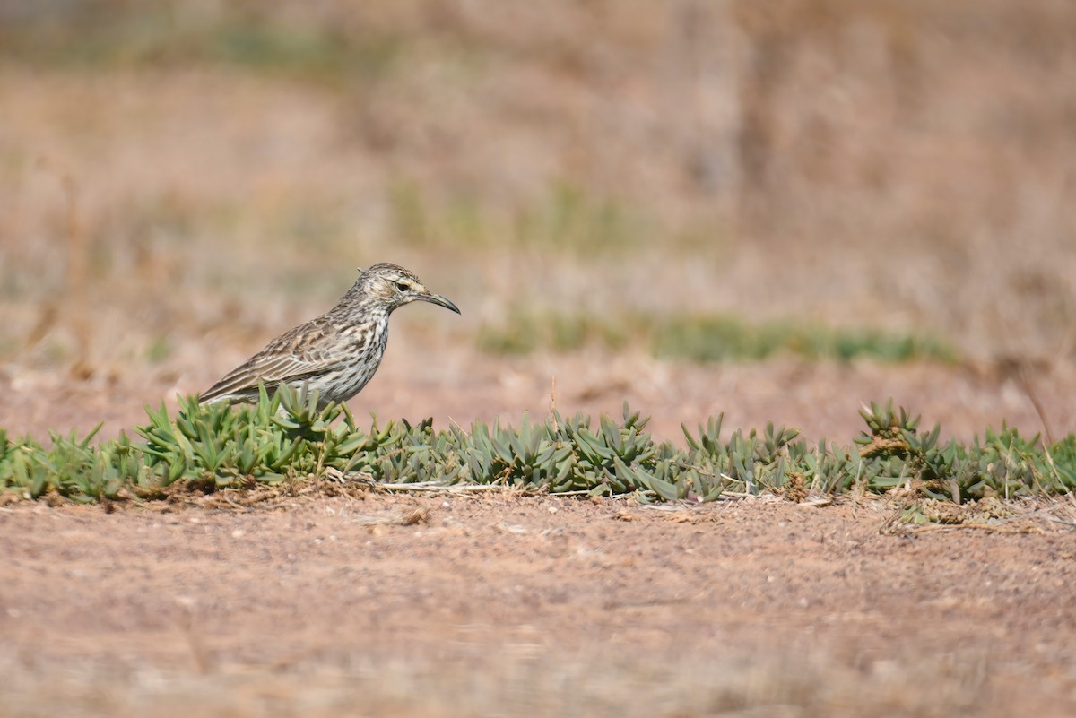 Cape Lark (Cape) - Regard Van Dyk