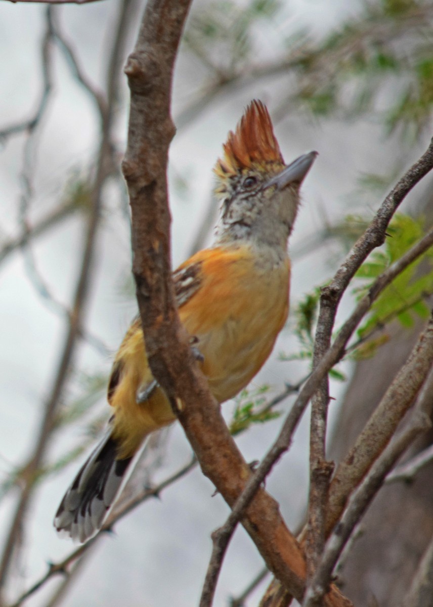 Black-crested Antshrike - ML49199401