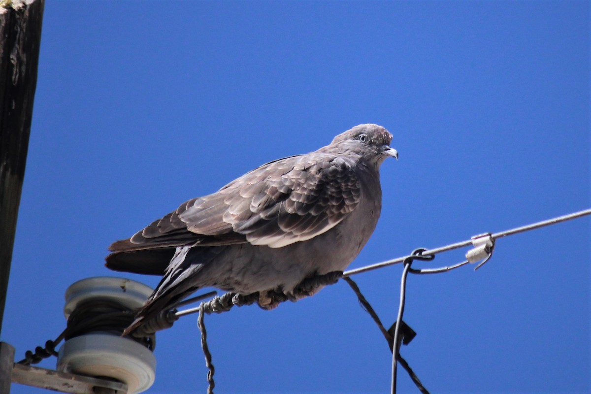 Spot-winged Pigeon - ML491994471