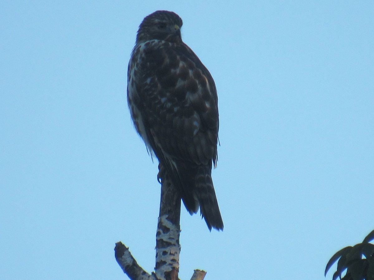 Red-shouldered Hawk - ML491994691