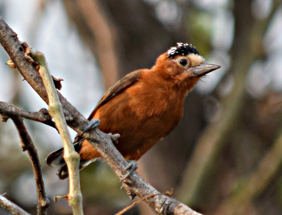 Chestnut Piculet - ML49199471