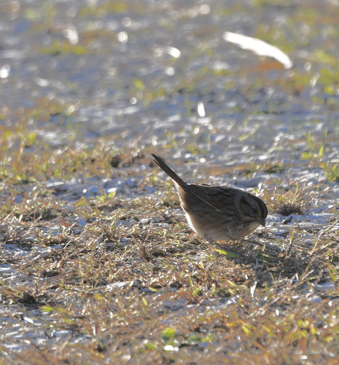 Swamp Sparrow - ML491994871