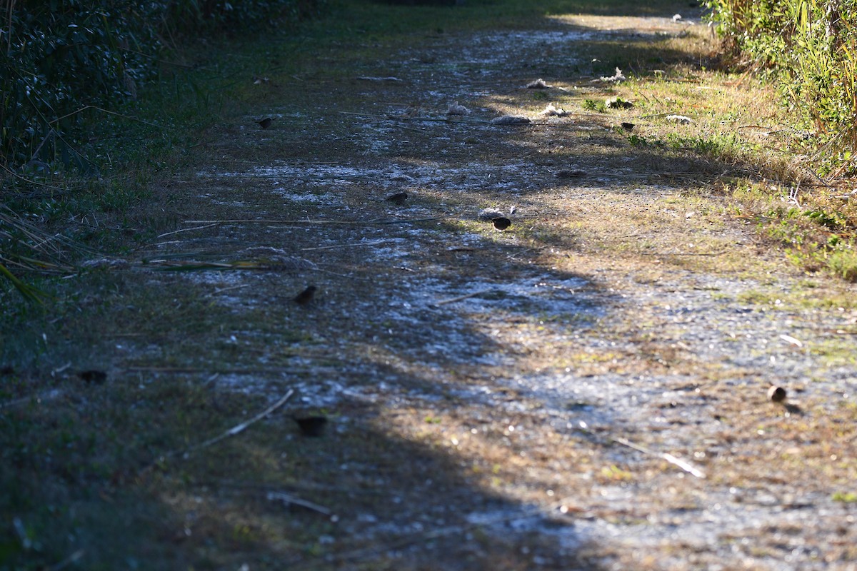 Swamp Sparrow - ML491994881