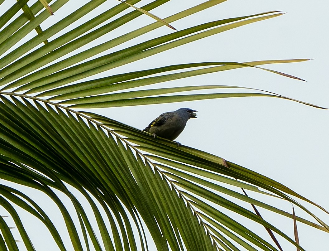 Yellow-winged Tanager - ML491995641