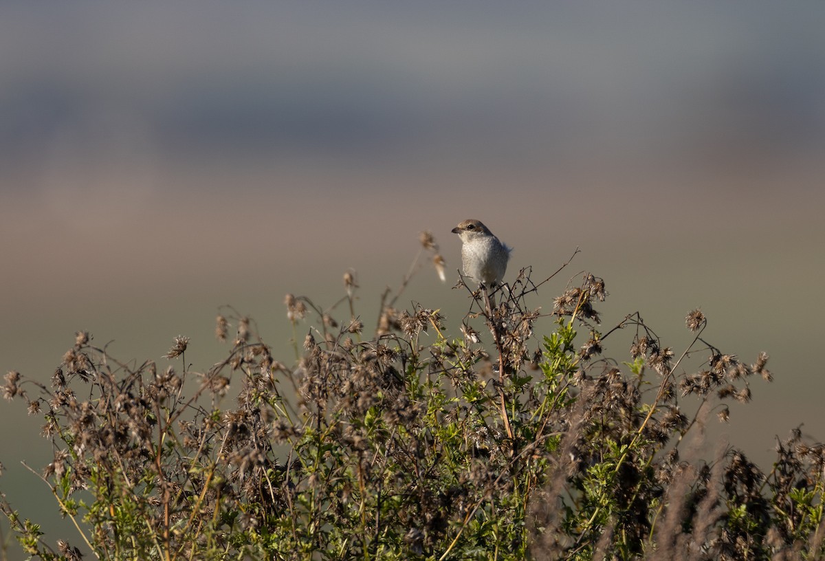 Red-backed Shrike - ML491995751