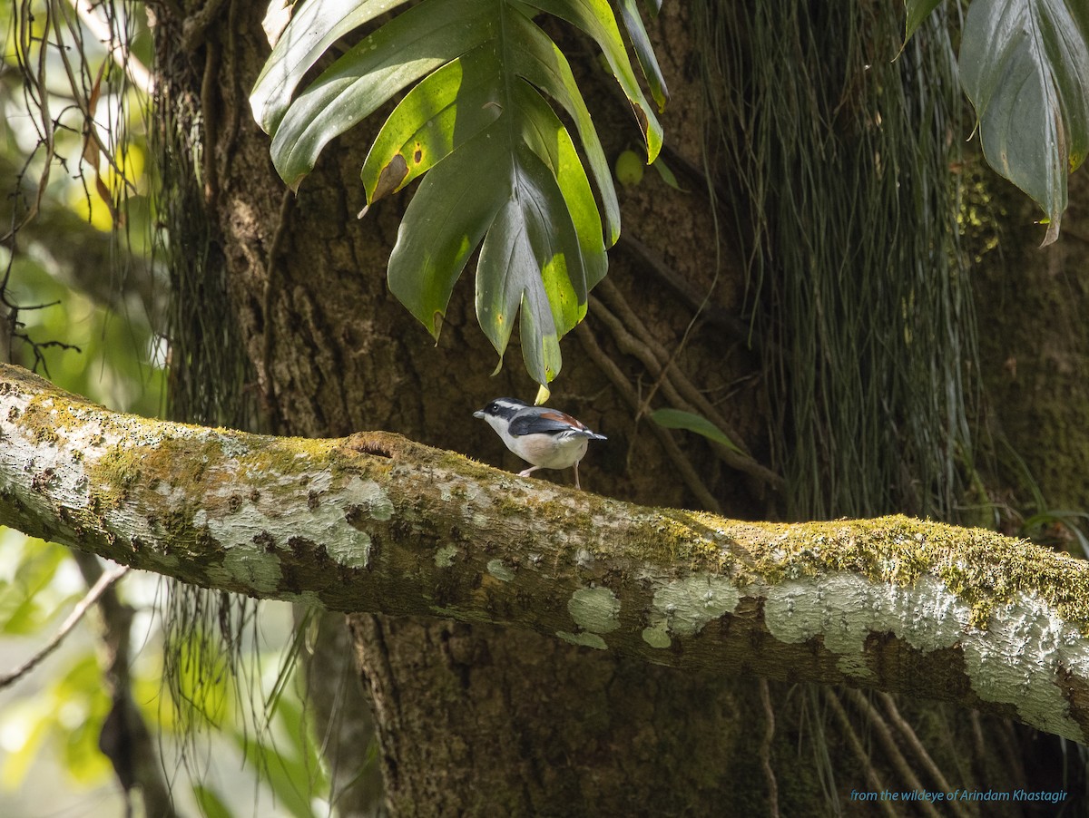 White-browed Shrike-Babbler (Himalayan) - ML491995851