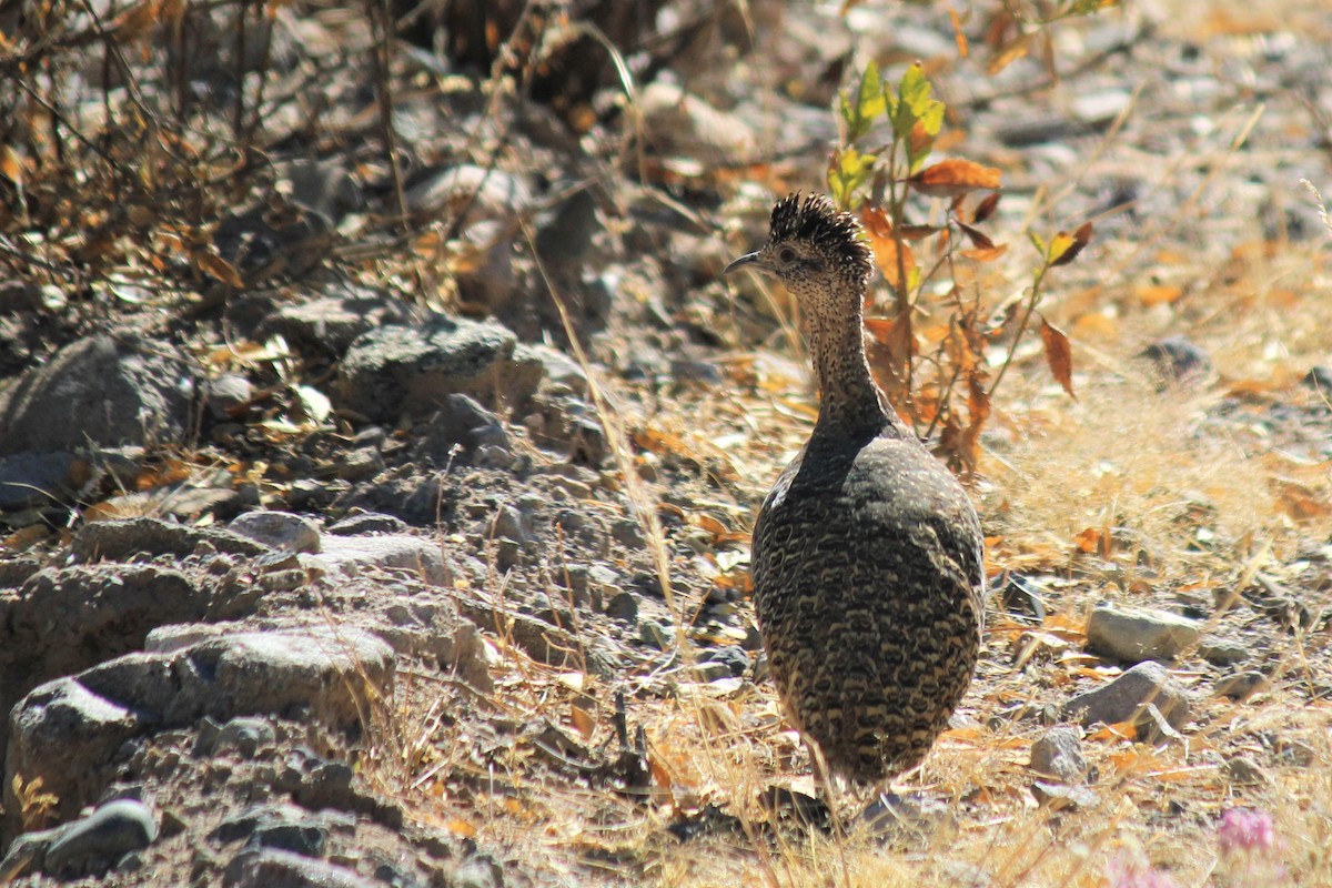 Ornate Tinamou - Yulia Koreshkova