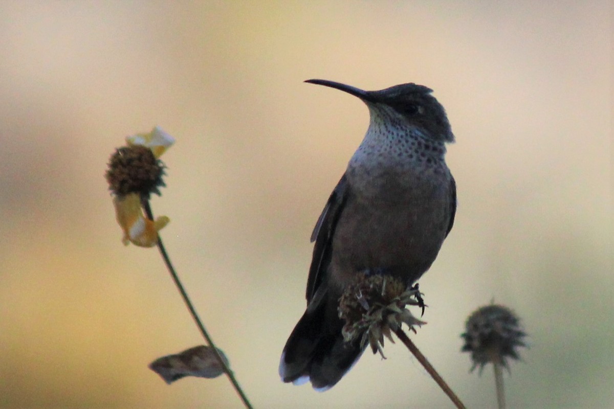 Colibrí Puneño - ML491996411