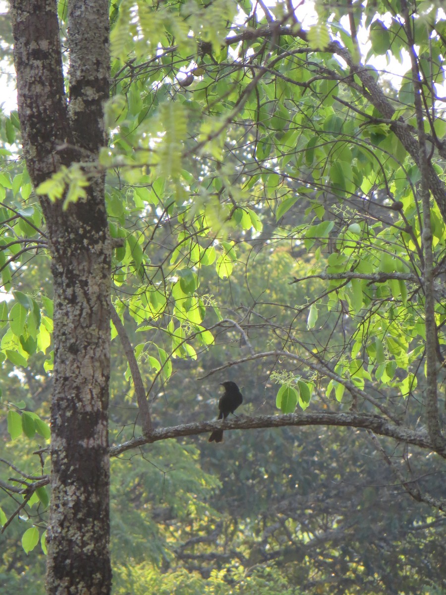 Southern Black-Flycatcher - ML491997661