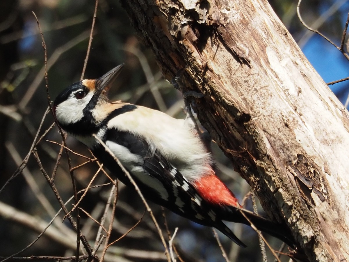 Great Spotted Woodpecker - ML491997691