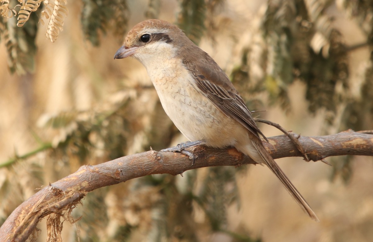 Brown Shrike - ML491998231