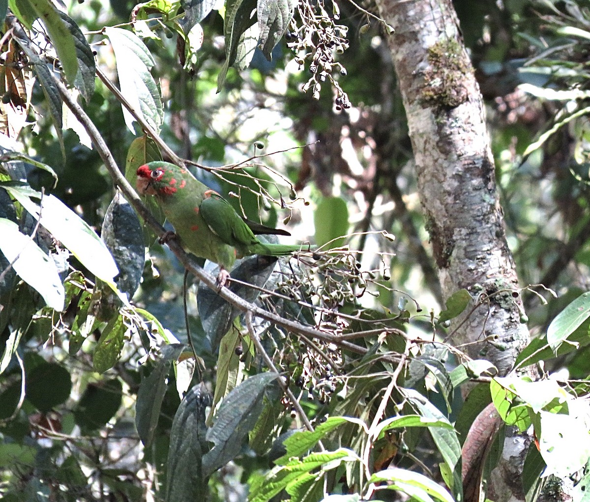 Mitred Parakeet - ML491998481