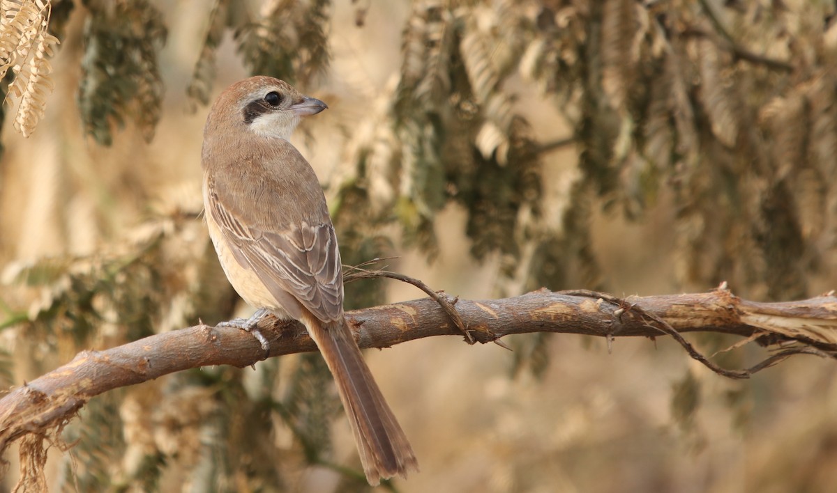 Brown Shrike - ML491998881