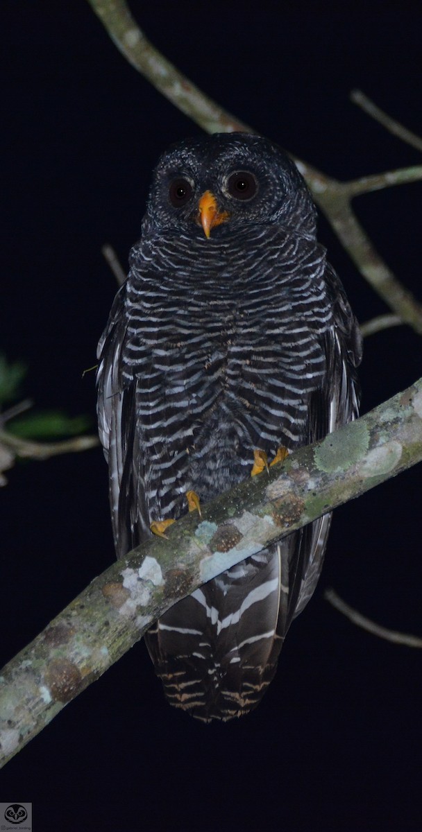 Black-banded Owl - ML491999101