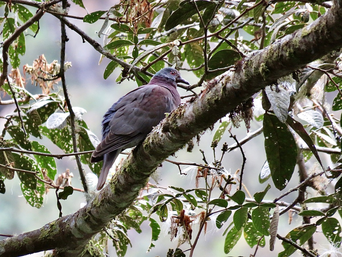 Pale-vented Pigeon - ML491999831