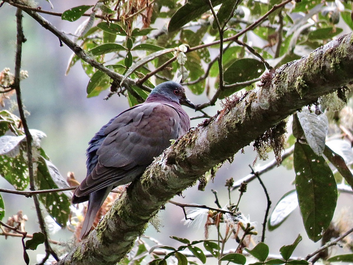 Pale-vented Pigeon - ML491999841